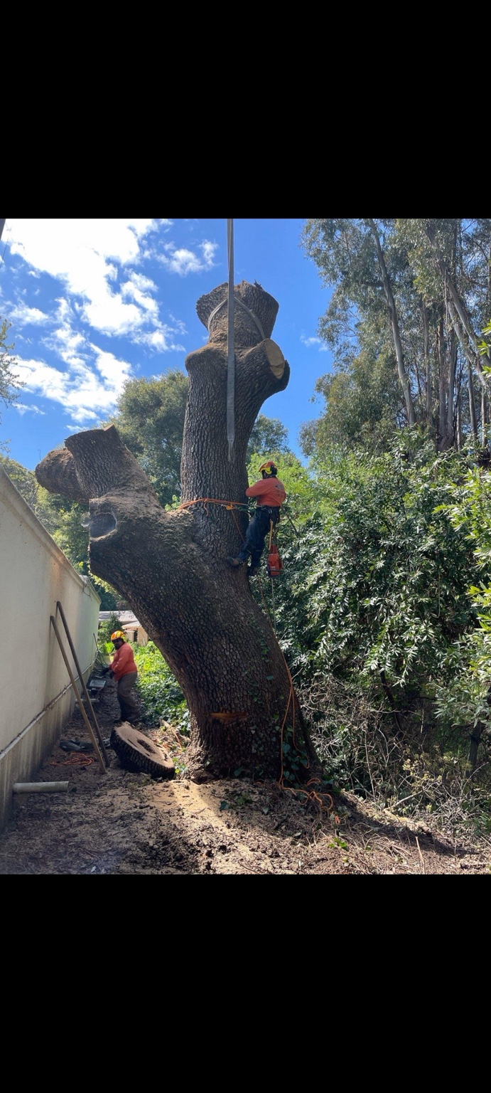 Two-man crew sectioning a large hardwood in a tight side yard