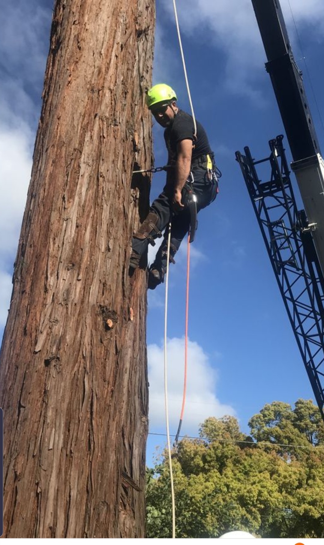 Ed's Tree Specialists climber roped into a tall trunk beside a crane boom