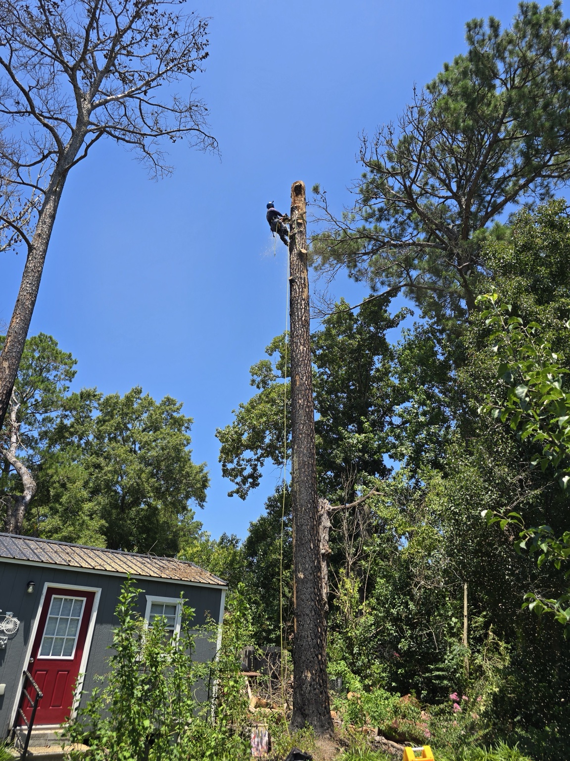 Certified climber roped high on a tall pine tree during a removal in Jacksonville, NC