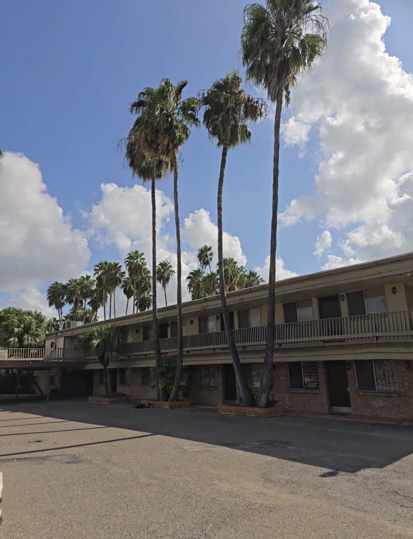 Tall palm trees with overgrown fronds before trimming at a Jacksonville, NC property